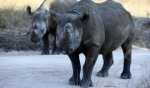 A pair of black rhinoceros PHILIMON BULAWAYO:REUTERS