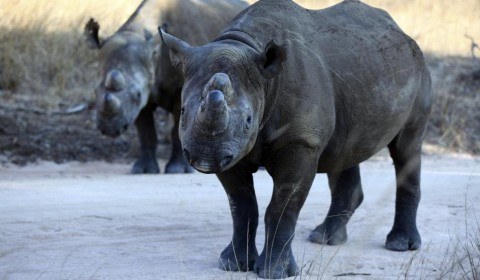 A pair of black rhinoceros PHILIMON BULAWAYO:REUTERS