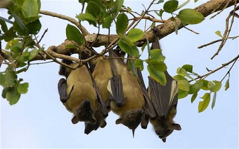 straw-colored fruit bats zambia - Photo Credit Telegraph.co.uk