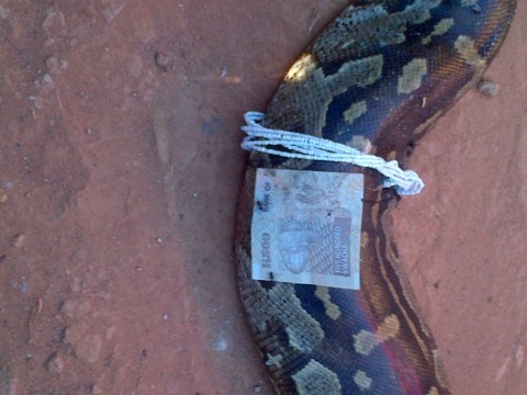 two-metre dead python was found outside their house at Kabwe’s Chowa Police Camp