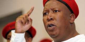 EFF President Julius Malema - credit okmzansi