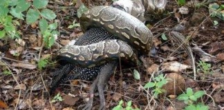 THE SNAKE, THE GUINEA FOWL