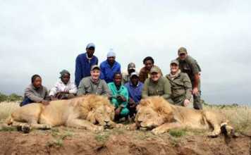 South Africa Lion Hunting | Client Review gothunts.com