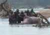 Hippo Hunting in Zambia