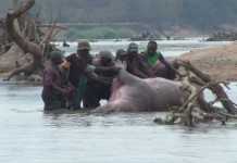 Hippo Hunting in Zambia