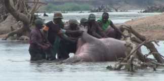 Hippo Hunting in Zambia