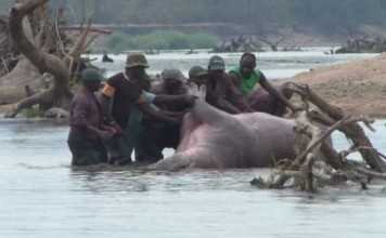 Hippo Hunting in Zambia