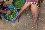 Lymphatic Filariasis (LF) commonly known as elephantiasis