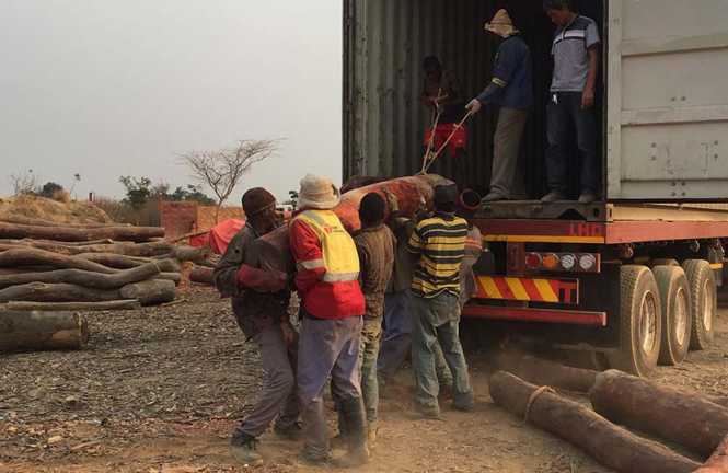 Workers from a bloodwood warehouse operated by Chinese businessmen lift a wood into a truck in Lubumbashi, Congo, Aug. 22, 2016. Shi Yi:Sixth Tone Workers from a bloodwood warehouse operated by Chinese businessmen lift a wood into a truck in Lubumbashi, Congo, Aug. 22, 2016. Shi Yi/Sixth Tone