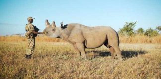 conservation of Zambia’s Black Rhinos