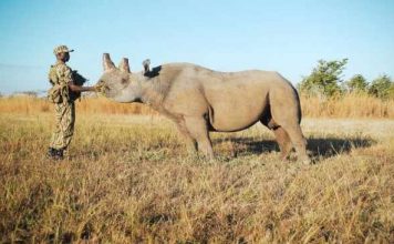 conservation of Zambia’s Black Rhinos